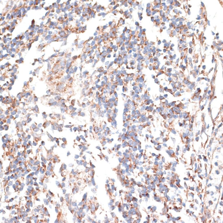 Immunohistochemistry - Anti-p60 katanin Antibody (A91824) - Antibodies.com