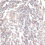 Immunohistochemistry - Anti-p60 katanin Antibody (A91824) - Antibodies.com