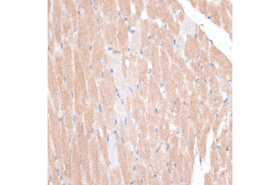Immunohistochemistry - Anti-p60 katanin Antibody (A91824) - Antibodies.com