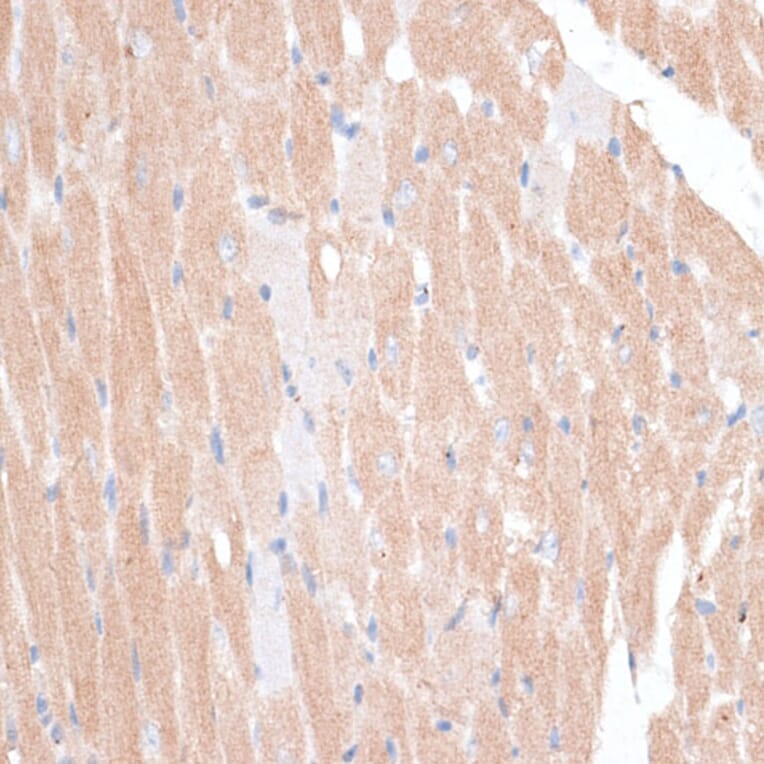 Immunohistochemistry - Anti-p60 katanin Antibody (A91824) - Antibodies.com