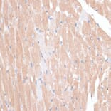 Immunohistochemistry - Anti-p60 katanin Antibody (A91824) - Antibodies.com
