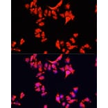 Immunofluorescence - Anti-ARF1 Antibody (A16345) - Antibodies.com