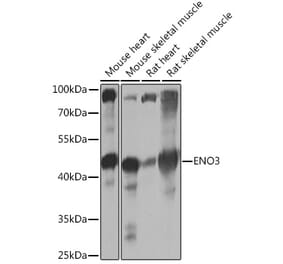 Western Blot - Anti-ENO3 Antibody (A91826) - Antibodies.com