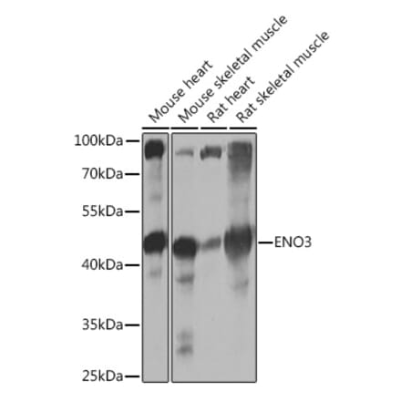 Western Blot - Anti-ENO3 Antibody (A91826) - Antibodies.com