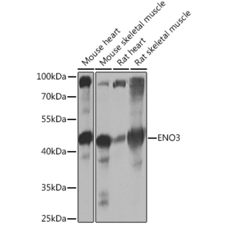 Western Blot - Anti-ENO3 Antibody (A91826) - Antibodies.com