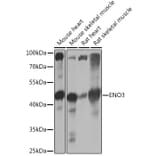 Western Blot - Anti-ENO3 Antibody (A91826) - Antibodies.com