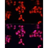 Immunofluorescence - Anti-ENO3 Antibody (A91826) - Antibodies.com