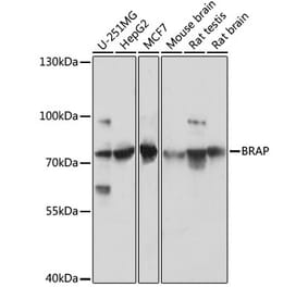 Western Blot - Anti-BRAP Antibody (A91827) - Antibodies.com