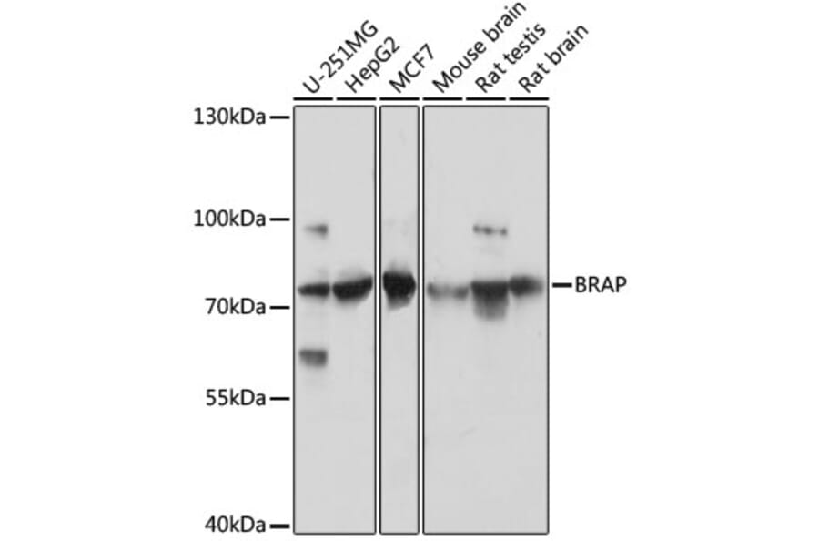 Western Blot - Anti-BRAP Antibody (A91827) - Antibodies.com