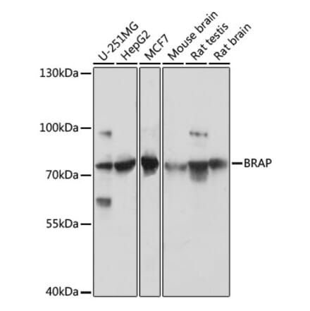 Western Blot - Anti-BRAP Antibody (A91827) - Antibodies.com