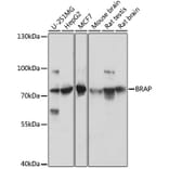 Western Blot - Anti-BRAP Antibody (A91827) - Antibodies.com