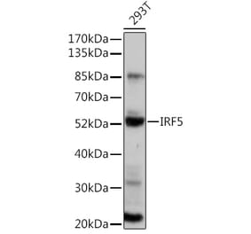 Western Blot - Anti-IRF5 Antibody (A91829) - Antibodies.com