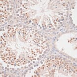 Immunohistochemistry - Anti-Mad2L1 Antibody (A91830) - Antibodies.com