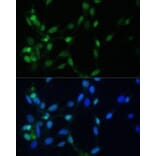 Immunofluorescence - Anti-Mad2L1 Antibody (A91830) - Antibodies.com