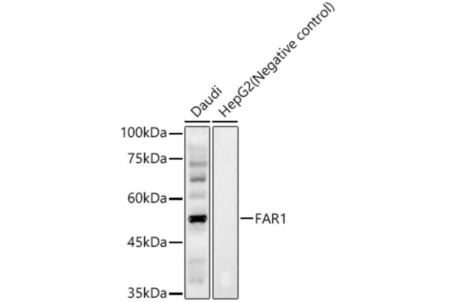 Western Blot - Anti-FAR1 Antibody (A91832) - Antibodies.com