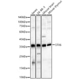 Western Blot - Anti-Syntaxin 6 Antibody (A91833) - Antibodies.com