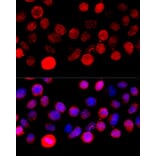 Immunofluorescence - Anti-BAZ1A Antibody (A16495) - Antibodies.com