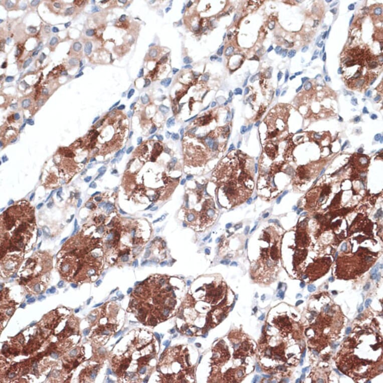 Immunohistochemistry - Anti-Dysbindin Antibody (A91843) - Antibodies.com