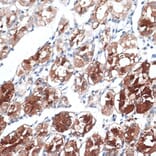 Immunohistochemistry - Anti-Dysbindin Antibody (A91843) - Antibodies.com