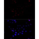 Immunofluorescence - Anti-TBP Antibody (A16436) - Antibodies.com