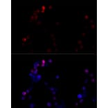 Immunofluorescence - Anti-TBP Antibody (A16436) - Antibodies.com