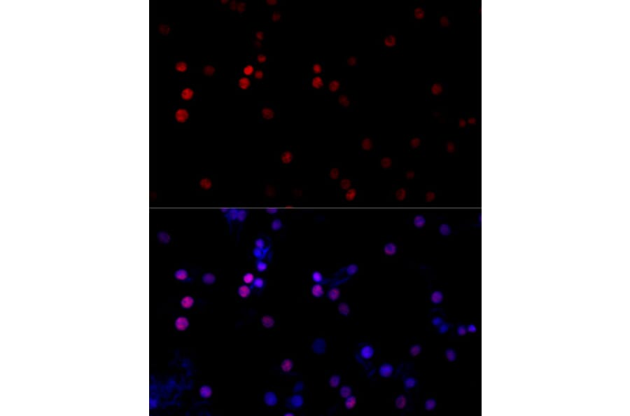 Immunofluorescence - Anti-TBP Antibody (A16436) - Antibodies.com