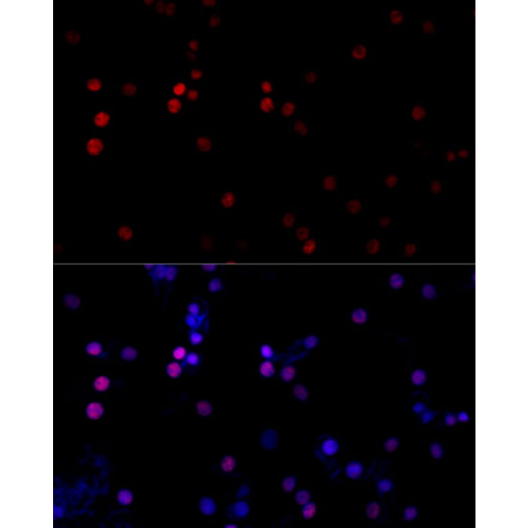 Immunofluorescence - Anti-TBP Antibody (A16436) - Antibodies.com
