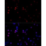 Immunofluorescence - Anti-TBP Antibody (A16436) - Antibodies.com