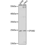Western Blot - Anti-OTUB2 Antibody (A91848) - Antibodies.com