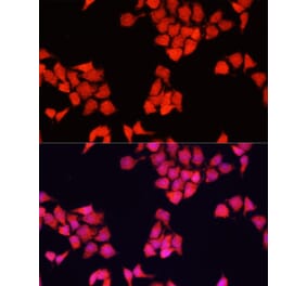 Immunofluorescence - Anti-FXR1 Antibody (A91863) - Antibodies.com