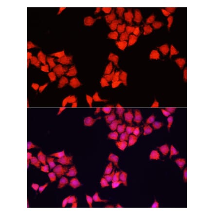 Immunofluorescence - Anti-FXR1 Antibody (A91863) - Antibodies.com