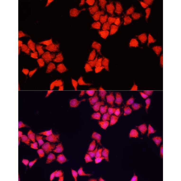 Immunofluorescence - Anti-FXR1 Antibody (A91863) - Antibodies.com
