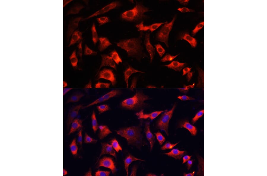 Immunofluorescence - Anti-FXR1 Antibody (A91863) - Antibodies.com