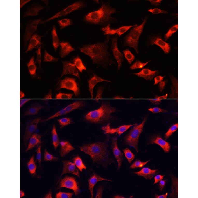 Immunofluorescence - Anti-FXR1 Antibody (A91863) - Antibodies.com