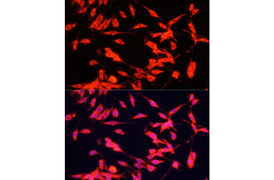 Immunofluorescence - Anti-FXR1 Antibody (A91863) - Antibodies.com