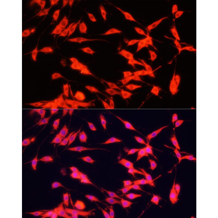 Immunofluorescence - Anti-FXR1 Antibody (A91863) - Antibodies.com