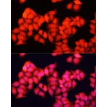 Immunofluorescence - Anti-A-Raf Antibody (A91866) - Antibodies.com