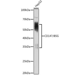 Western Blot - Anti-CD147 Antibody (A91871) - Antibodies.com