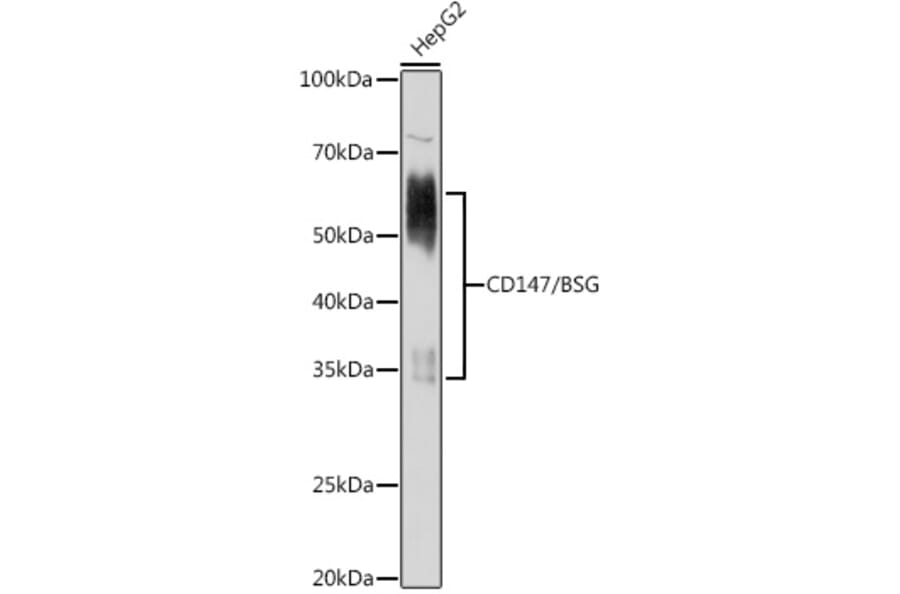 Western Blot - Anti-CD147 Antibody (A91871) - Antibodies.com