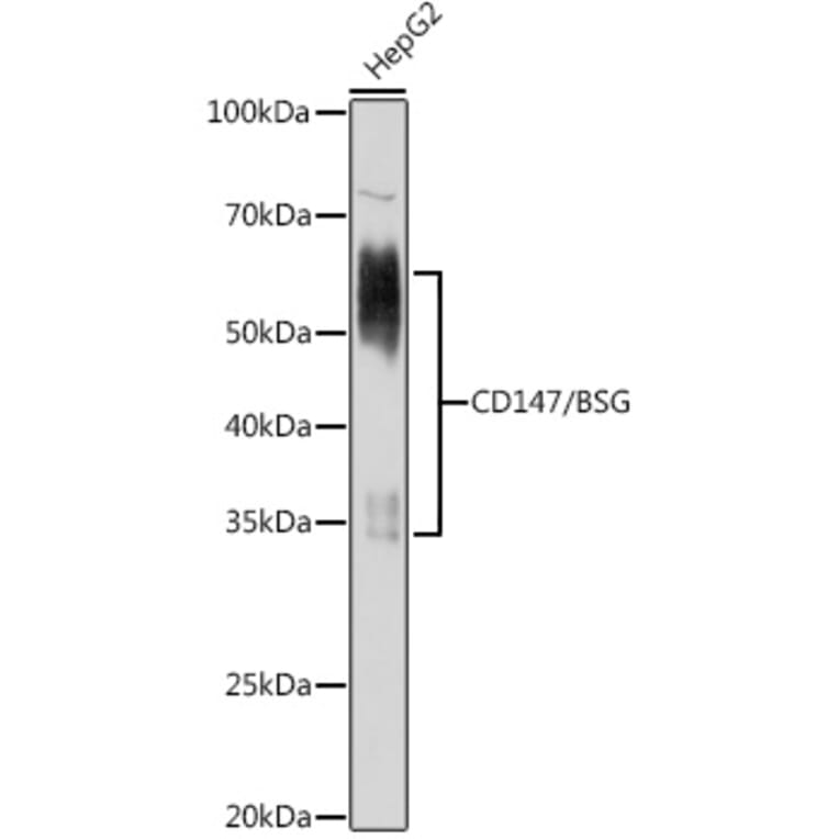 Western Blot - Anti-CD147 Antibody (A91871) - Antibodies.com