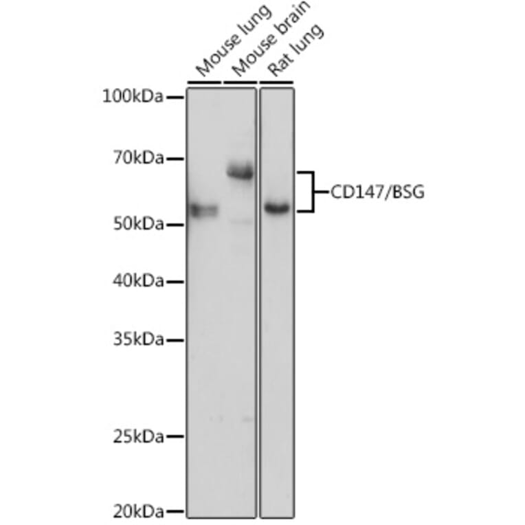 Western Blot - Anti-CD147 Antibody (A91871) - Antibodies.com