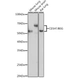 Western Blot - Anti-CD147 Antibody (A91871) - Antibodies.com