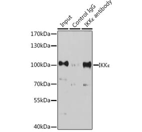 Western Blot - Anti-IKKi/IKKe Antibody (A91873) - Antibodies.com