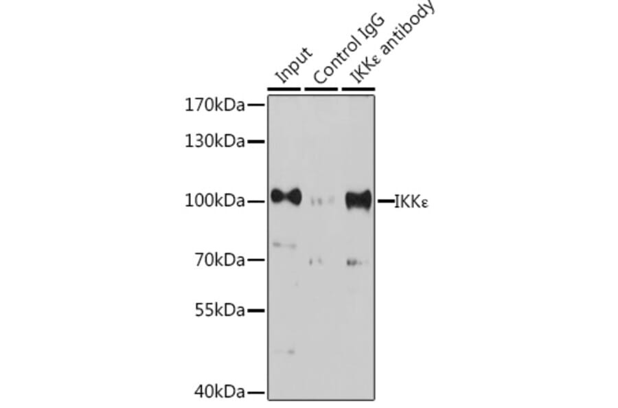 Western Blot - Anti-IKKi/IKKe Antibody (A91873) - Antibodies.com