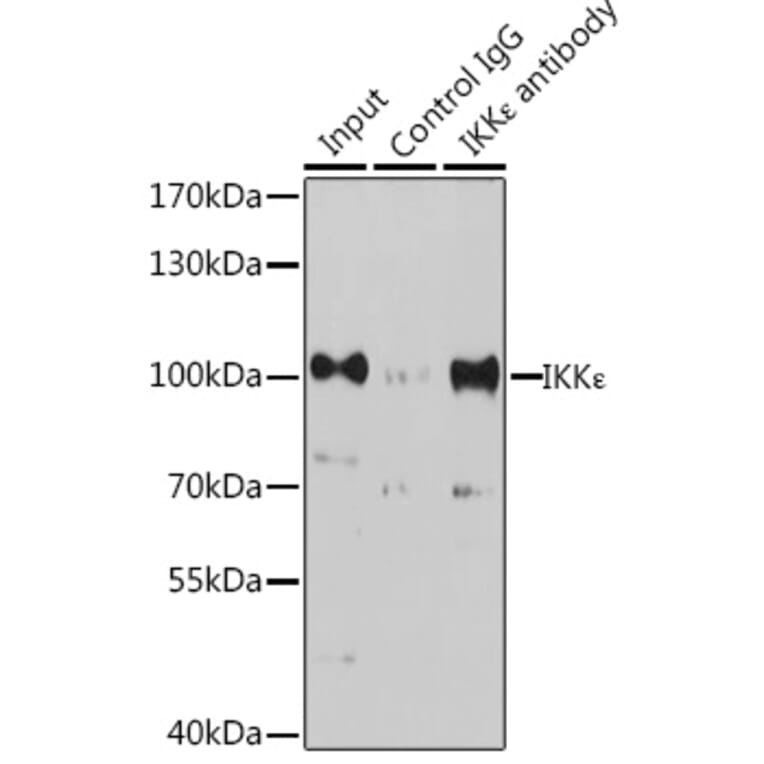 Western Blot - Anti-IKKi/IKKe Antibody (A91873) - Antibodies.com