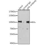 Western Blot - Anti-IKKi/IKKe Antibody (A91873) - Antibodies.com