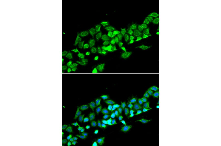 Immunofluorescence - Anti-RASSF1 Antibody (A12567) - Antibodies.com