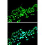 Immunofluorescence - Anti-RASSF1 Antibody (A12567) - Antibodies.com