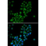 Immunofluorescence - Anti-CANT1 Antibody (A14157) - Antibodies.com
