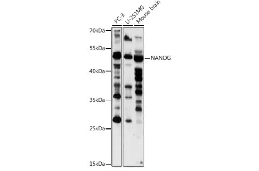 Western Blot - Anti-Nanog Antibody (A91895) - Antibodies.com